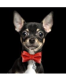 Noeud Papillon Rouge pour chien Milk&Pepper