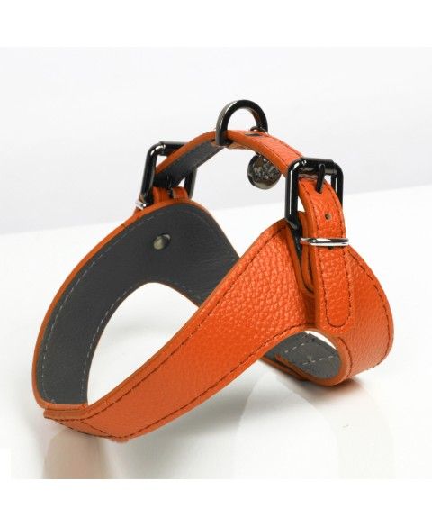 Milk&Pepper Dandy dog's Harness