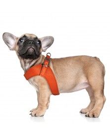 Milk&Pepper Dandy dog's Harness