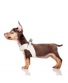 Milk&Pepper Dandy dog's Harness