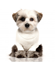 Meow dog sweater - Milk&Pepper