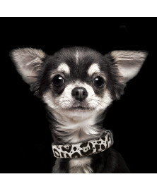 Collier dalmatien pour chien - Milk&Pepper