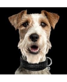 Collier Hogan Noir pour chiens - Milk&Pepper
