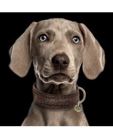 Collier Hogan Marron pour chiens - Milk&Pepper