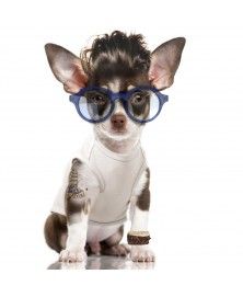 T-Shirt Pool Bleu pour chiens - Milk&Pepper