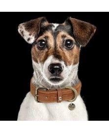 Collier Hogan Camel pour chiens - Milk&Pepper