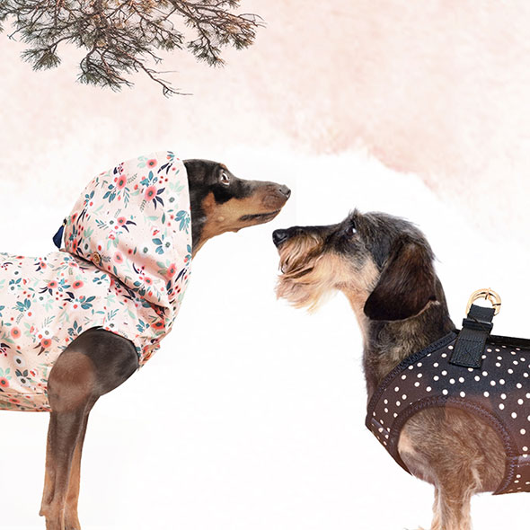Vêtement pour chien