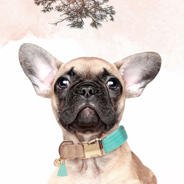 Accessoire pour chien